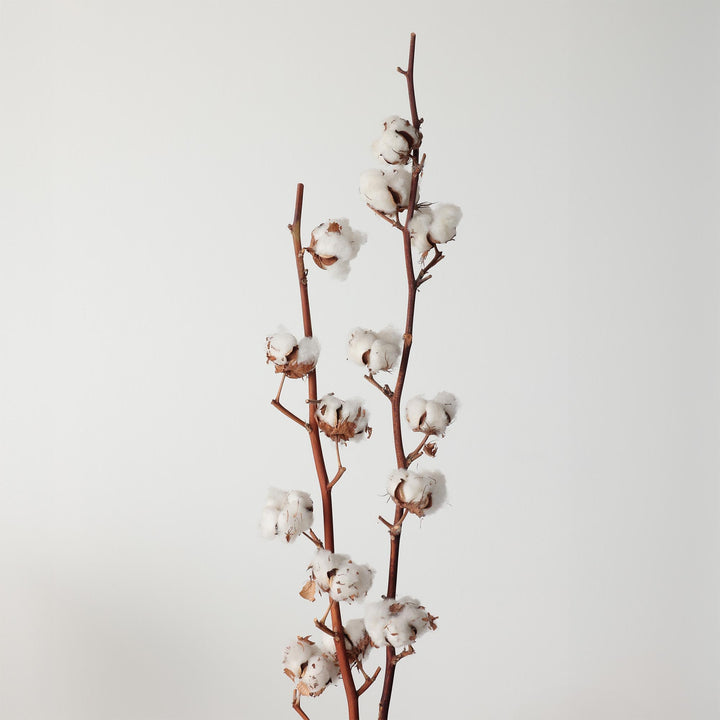 COTONELLA 2 Body Spalla Stretta Donna cotone bielastico Art. GD 008 - Cassaniti